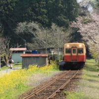 小湊鉄道　春の飯給駅と桜