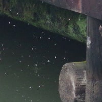 於大公園 ： 野鳥 ・ 翡翠 ・ カワセミ・・・フリー素材ブログ　カワセミ