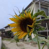 咲いた咲いた🌻ひまわりさんが咲きました。