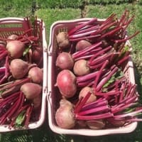 【料理研究家おすすめ】女性の美脚に最適なスーパーフード、美味しいビーツを使った料理の数々《セモリナファーム》