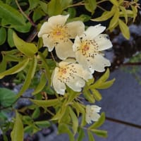 モッコウバラが咲きましたー忙しい日ー