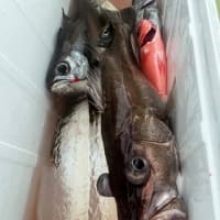 聡丸☆クロムツ～浅場根魚