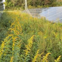 太陽光発電所の草刈りはいつが良いの？
