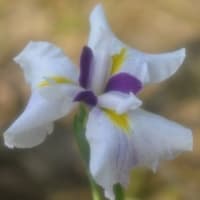 花菖蒲と紫陽花