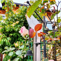 今年のロンサール🌹