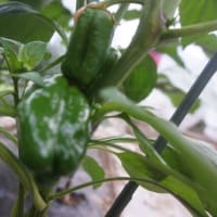 自家野菜が出来た
