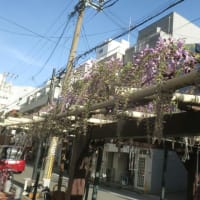 こちらも開花かな