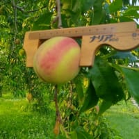 りんごの生育状況-7月14日-