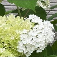 昨日ブログ投稿後雨が上がった ❣
