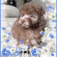 クリスマスにお迎えはいかが？