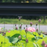 近所のハス