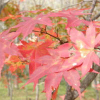 紅葉２００９。