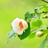 佐川町「牧野公園」でお散歩