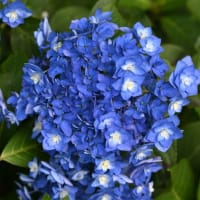 下仁田あじさい園・小野池あじさい公園等