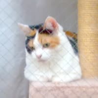ねこさん座り。