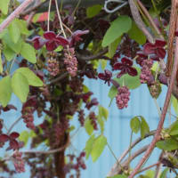 桃の仲間が一斉に開花を始めた
