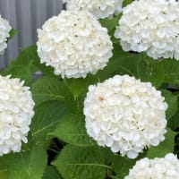 早朝の青果露店 ＆ ロード・サイドを飾る紫陽花