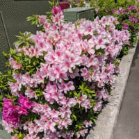 道端に咲く花たち。