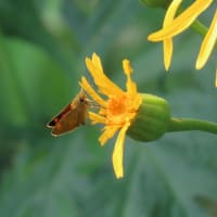 暑い日の草原のチョウ