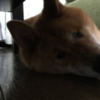 魔法の粉？