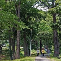 皐月の欅林情景　その　4