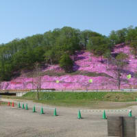 東もこと芝桜公園
