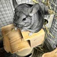 チンチラのいる生活