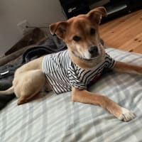 僕　番犬ラッキーです