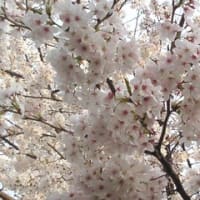 今年の桜。