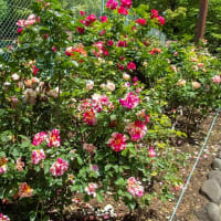 日比谷公園のバラです〜２