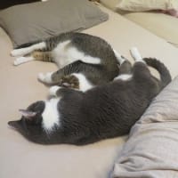 朝早く起きるので一日が長く感じるまのんママ