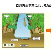 釧路湿原のカヌー下りと自然再生