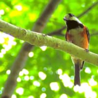 ヤマガラの幼鳥を発見＾＾！