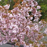 廃寺の桜