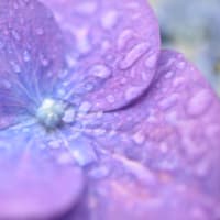 ４、花を撮る～ミクロの世界を楽しむ～