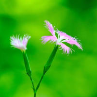 カワラナデシコ、ノウゼンカズラとジャコウアゲハの幼虫（板橋区立赤塚植物園 2025.7.5 撮影）
