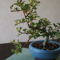 春の作場から