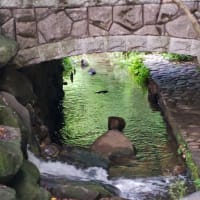 625誕生花が気になる散歩②紫陽花