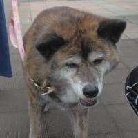 №１５７譲渡会の報告