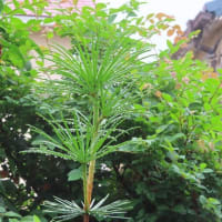  完全停戦に至る