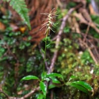5月中旬、白谷雲水峡とヤクスギランドで見られた花々をご紹介！