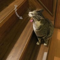 ドアが開いたら入る予定