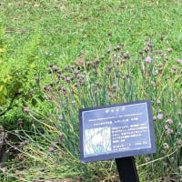 ハーブ園の風景・・・大阪公立大学附属植物園