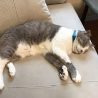 疲れたにゃん