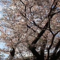 ２０２５年★荏原町駅周辺の桜