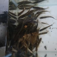 うなぎとギギと小魚となまず