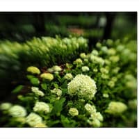 アジサイ　ぼやけた時間に咲く