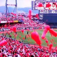 アジサイのお花に紅シジミ蝶