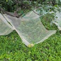 6月8日　ばあちゃんの形見の華厳の滝の種で作った苗を植えに
