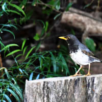 クロツグミ♂　大阪城公園　５/8日撮影　